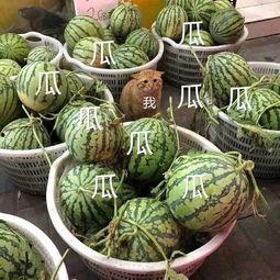 这几年吃的娱乐瓜是什么,盘点近年热门娱乐瓜